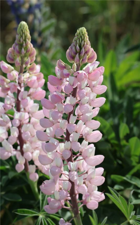 El calor del amor, la nueva medicina.Hay hospitales que piden voluntarios para ir a abrazar a los bebés que están en las incubadoras, ¿Por qué?