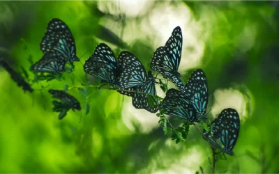 Calendario esenio de la metamorfosis