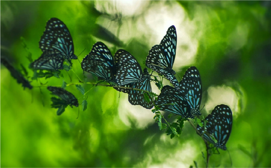 Este «programa de limpieza» de nuestra personalidad, basado esencialmente en la necesidad de verdad y claridad sobre ti mismo. Se recomienda realizarlo al comienzo del año nuevo. Practicado con regularidad, invita a cada uno a ser abiertamente responsable y coherente en su camino espiritual.