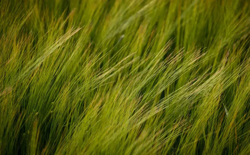 La caída del pelo puede deberse a múltiples factores, como el estrés emocional, desequilibrios hormonales, deficiencias nutricionales y predisposición genética.